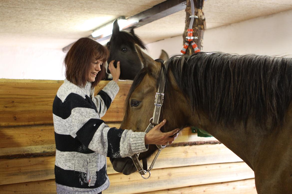 Welsh Cob (sec D) De Busies Bound for Glory billede 3