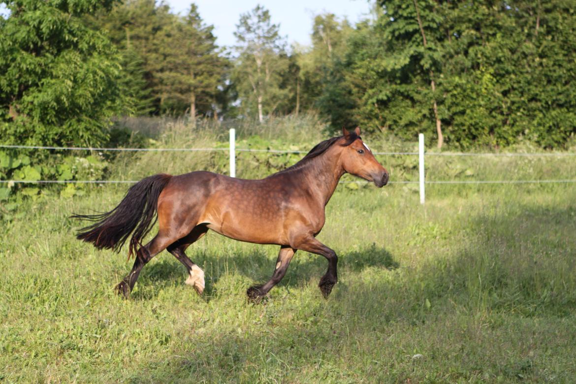 Welsh Cob (sec D) De Busies Bound for Glory billede 4