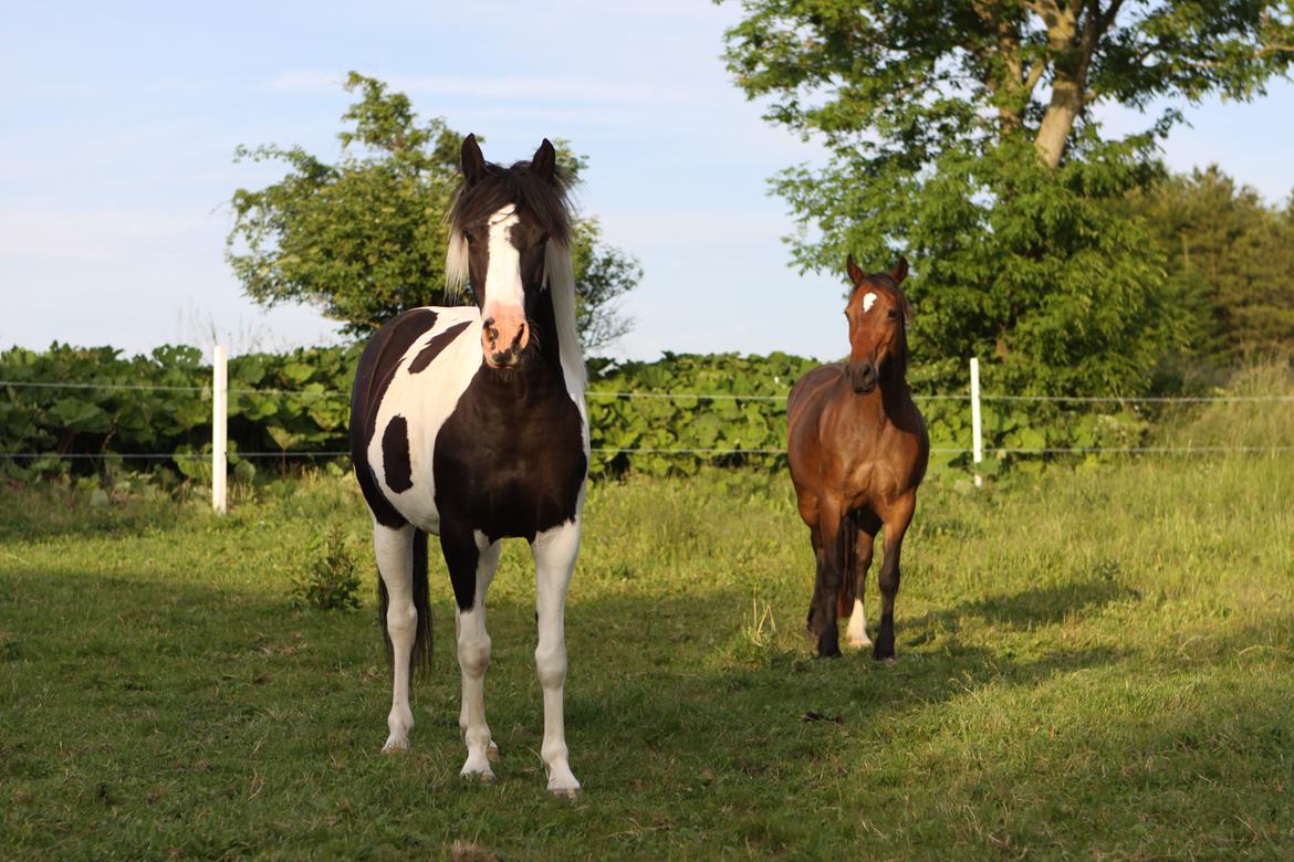 Welsh Cob (sec D) De Busies Bound for Glory billede 5