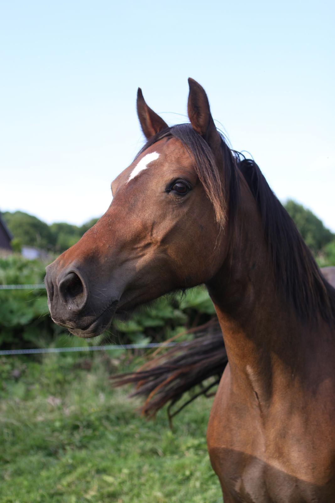 Welsh Cob (sec D) De Busies Bound for Glory billede 6