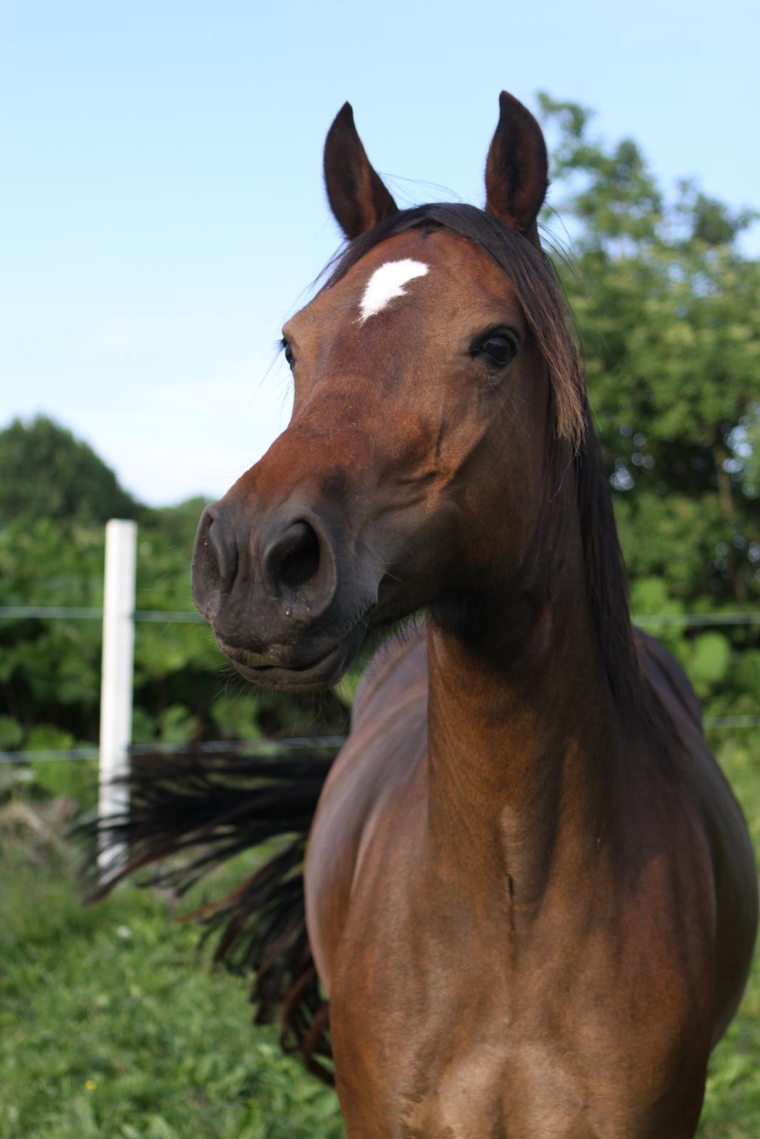 Welsh Cob (sec D) De Busies Bound for Glory billede 7
