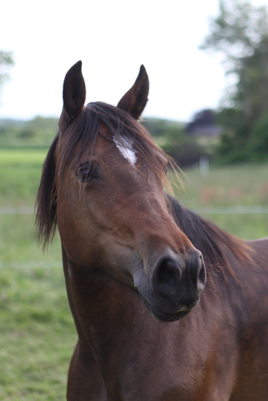 Welsh Cob (sec D) De Busies Bound for Glory billede 8