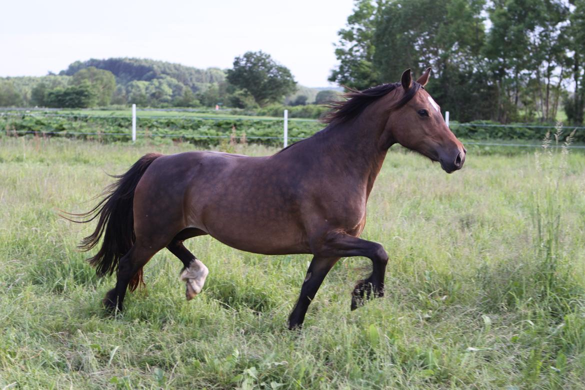 Welsh Cob (sec D) De Busies Bound for Glory billede 9