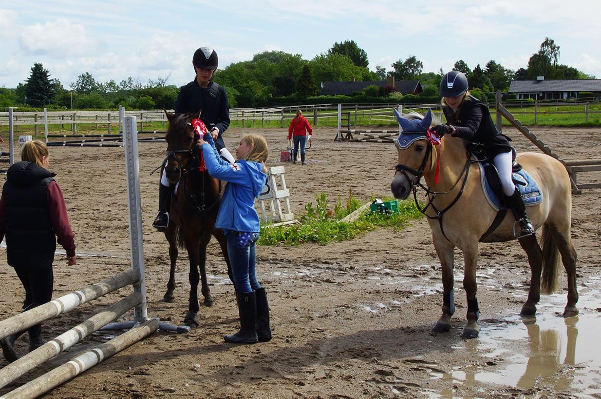 Anden særlig race Klosterskovens Lukas - Fra VEK. billede 3