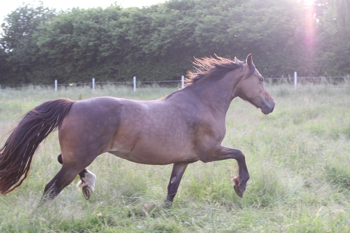 Welsh Cob (sec D) De Busies Bound for Glory billede 1