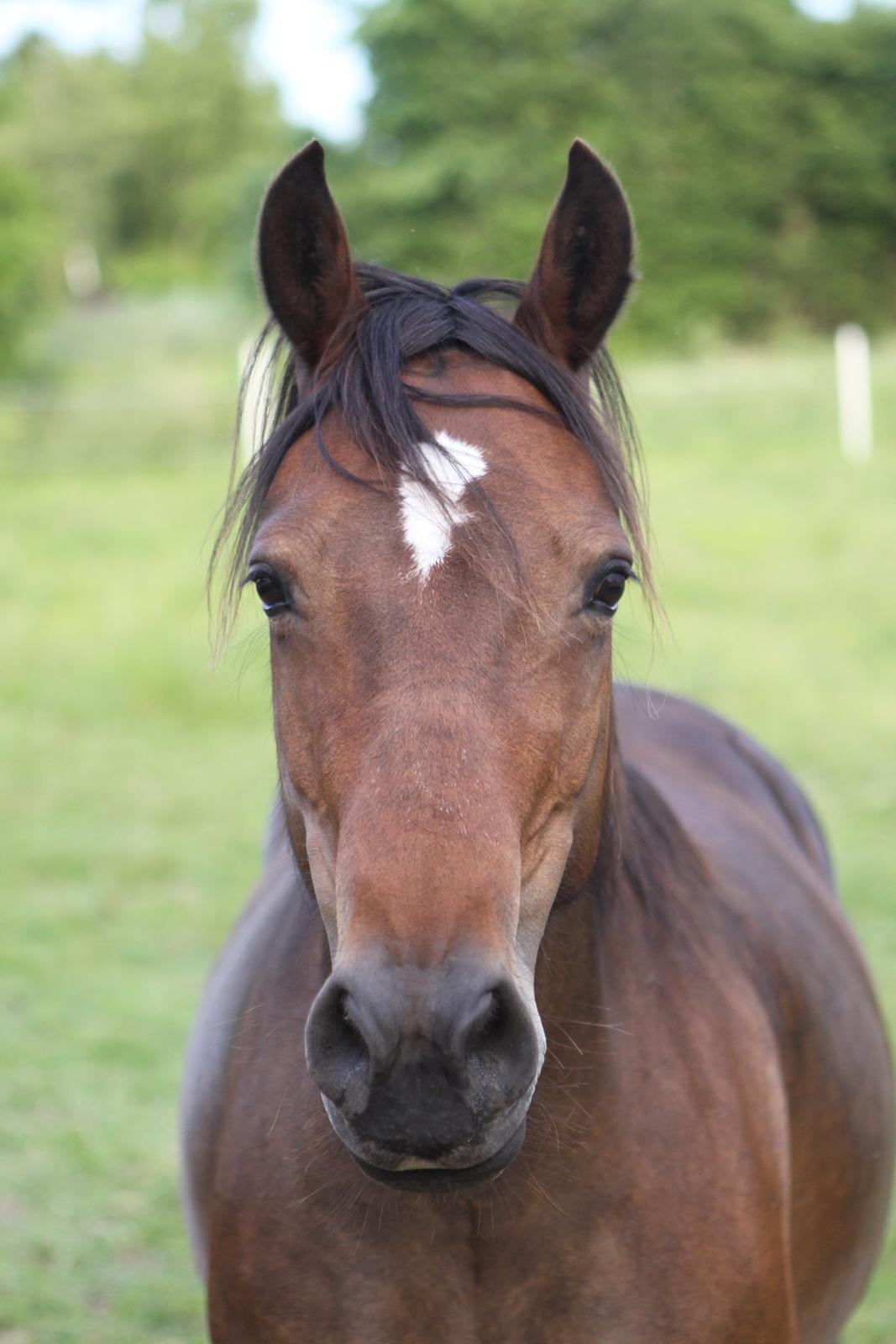 Welsh Cob (sec D) De Busies Bound for Glory billede 10