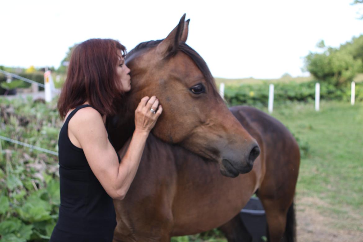Welsh Cob (sec D) De Busies Bound for Glory billede 11