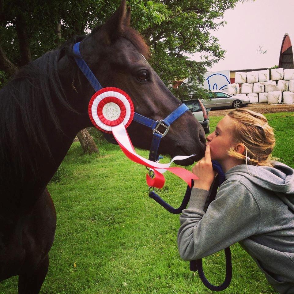 Welsh Cob (sec D) Bjerregård Zeus - Vandt Sugar cup stævnet for klubben!<3
Elsker dig Zeus! billede 16