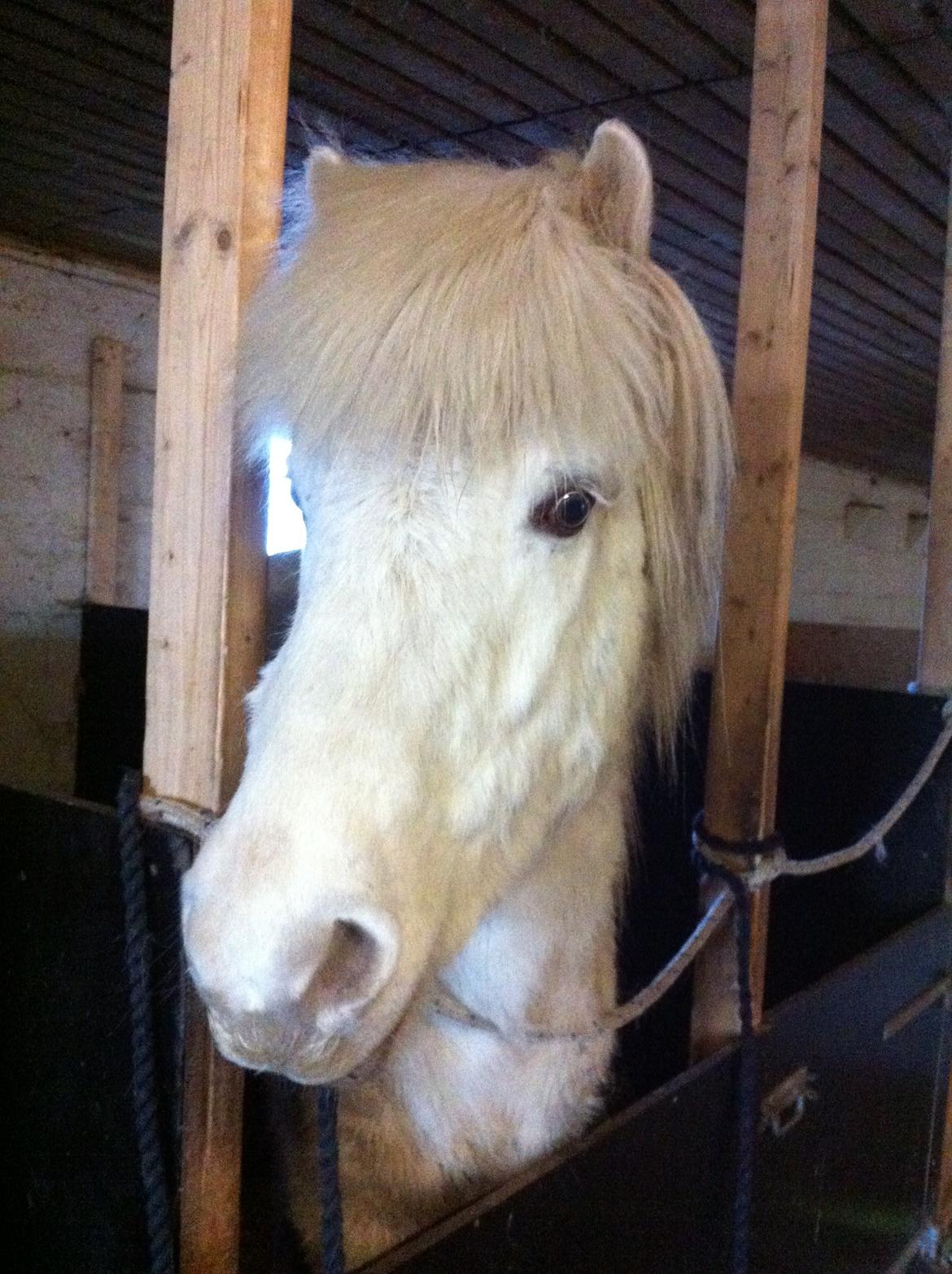 Islænder Ljómi fra Egeballegaard billede 1