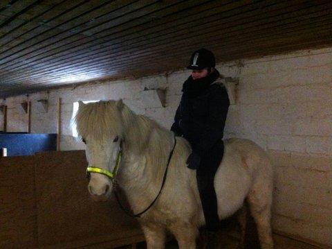 Islænder Ljómi fra Egeballegaard billede 2