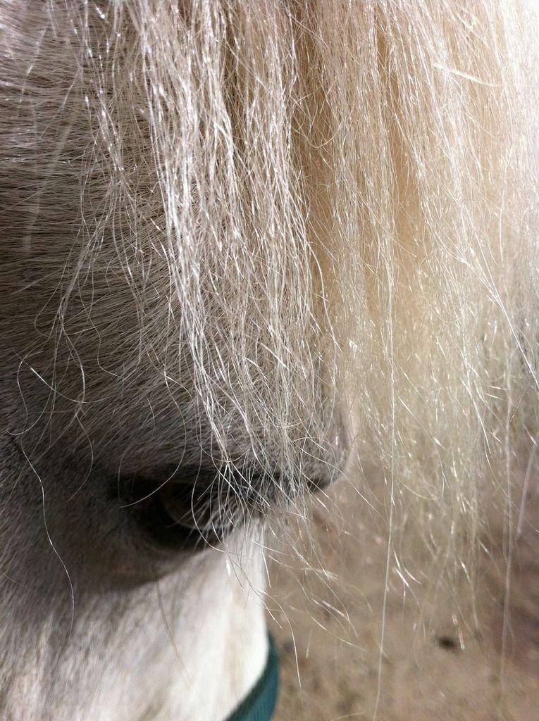 Islænder Ljómi fra Egeballegaard billede 4