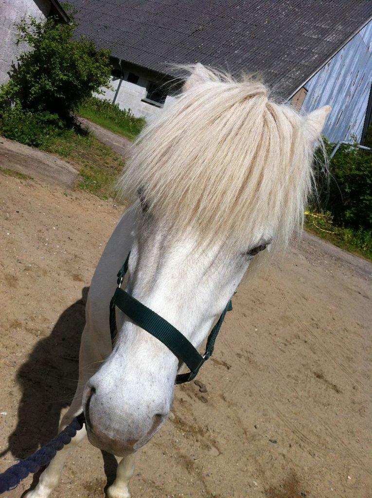 Islænder Ljómi fra Egeballegaard billede 5