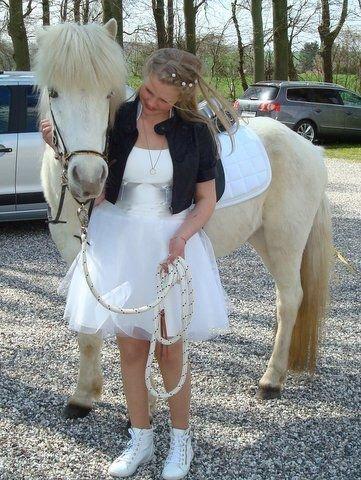 Islænder Ljómi fra Egeballegaard billede 6