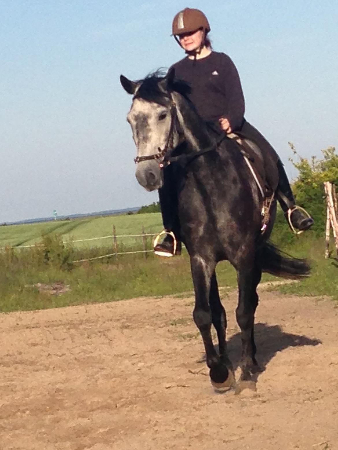 Trakehner Edelstern(my future) billede 8