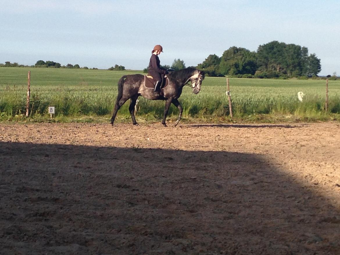 Trakehner Edelstern(my future) billede 9