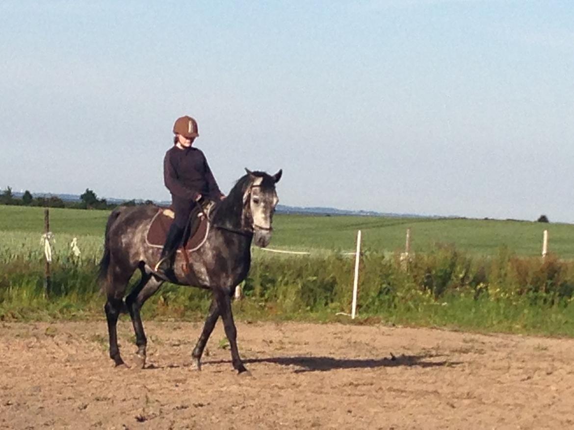 Trakehner Edelstern(my future) billede 10