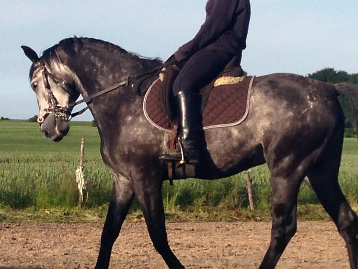 Trakehner Edelstern(my future) billede 11