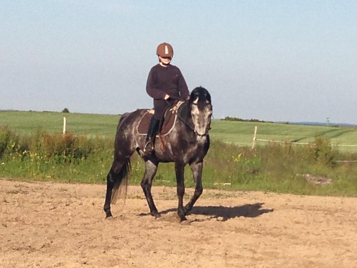 Trakehner Edelstern(my future) billede 12