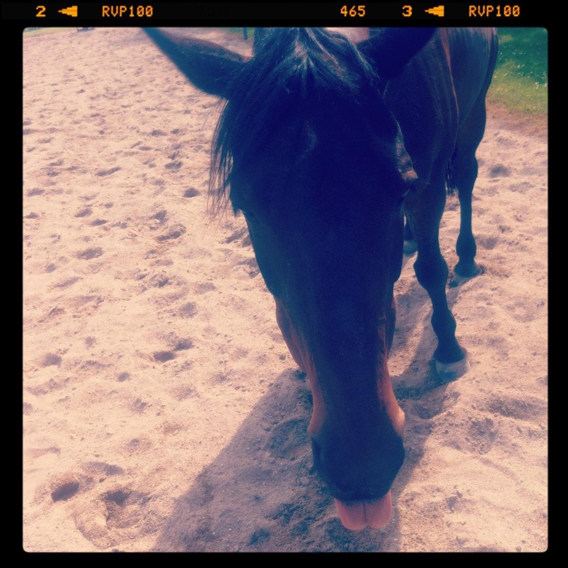 Dansk Varmblod Khandis billede 11