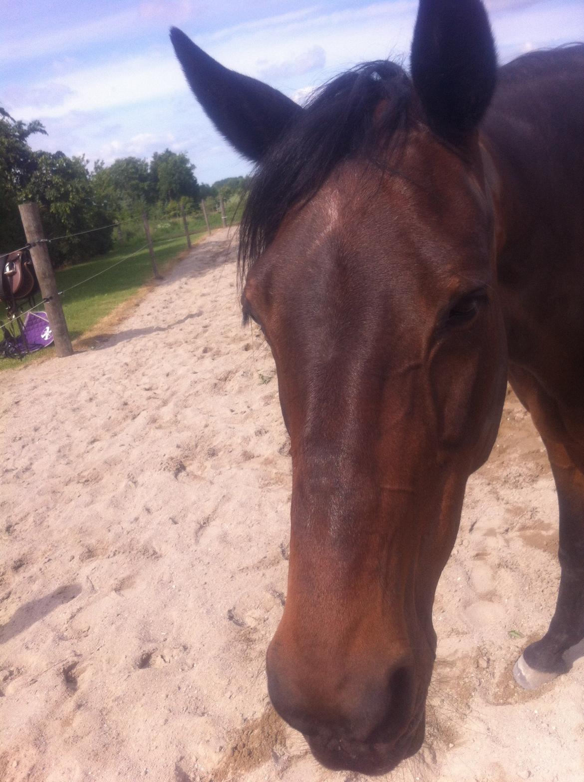 Dansk Varmblod Khandis billede 12