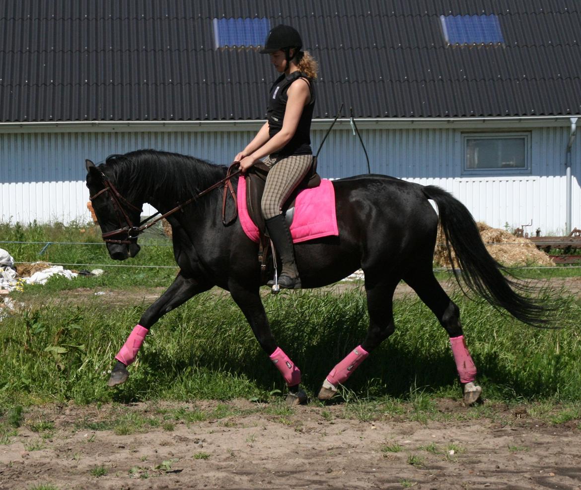 Dansk Varmblod Langagers Dooliwia billede 20