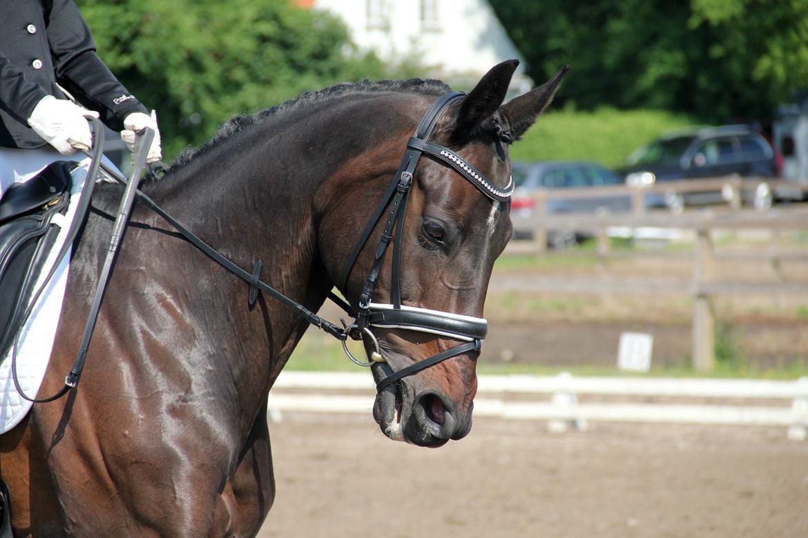 Dansk Varmblod Hanky Panky Firfod billede 33