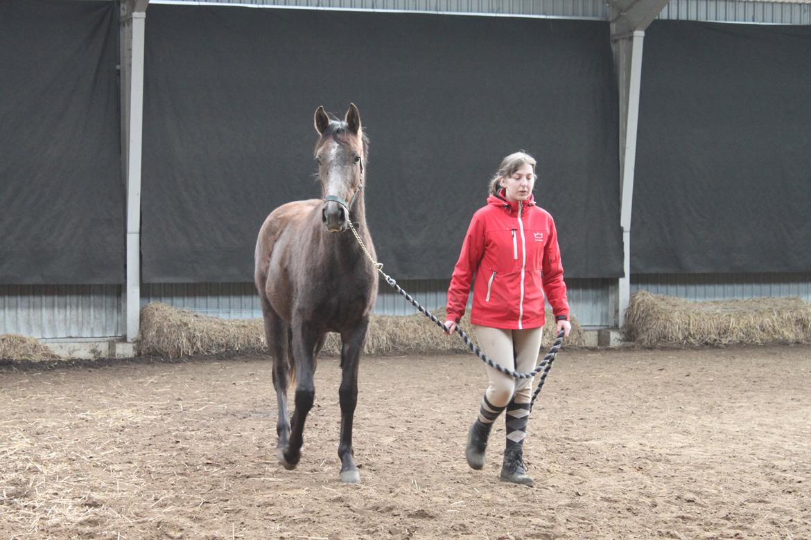 Anden særlig race Stettenborgs Chanel billede 6