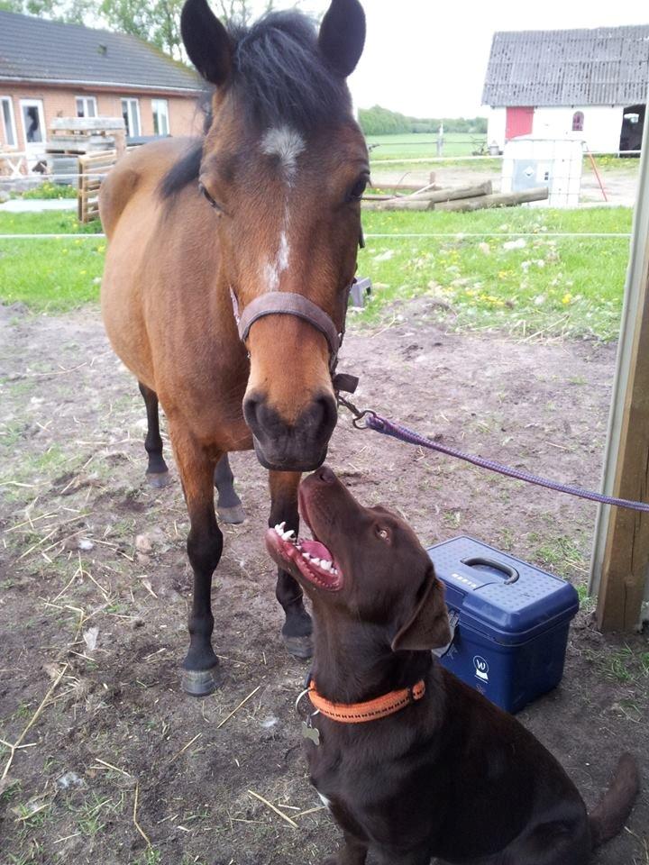 Anden særlig race Daisy - Daisy og Gonzo billede 1