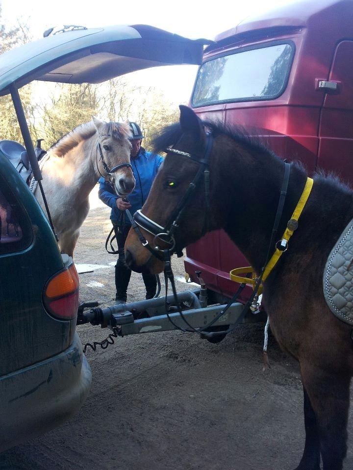 Anden særlig race Daisy - En af de gange vi var ude i skoven, sammen med fjordbollen, Sally billede 2