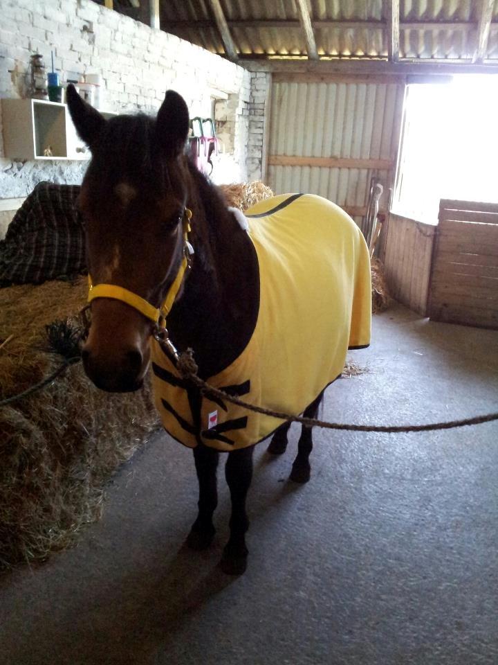 Anden særlig race Daisy - Daisy har fået tildelt farven gul. Og den klæder hende! :) billede 3