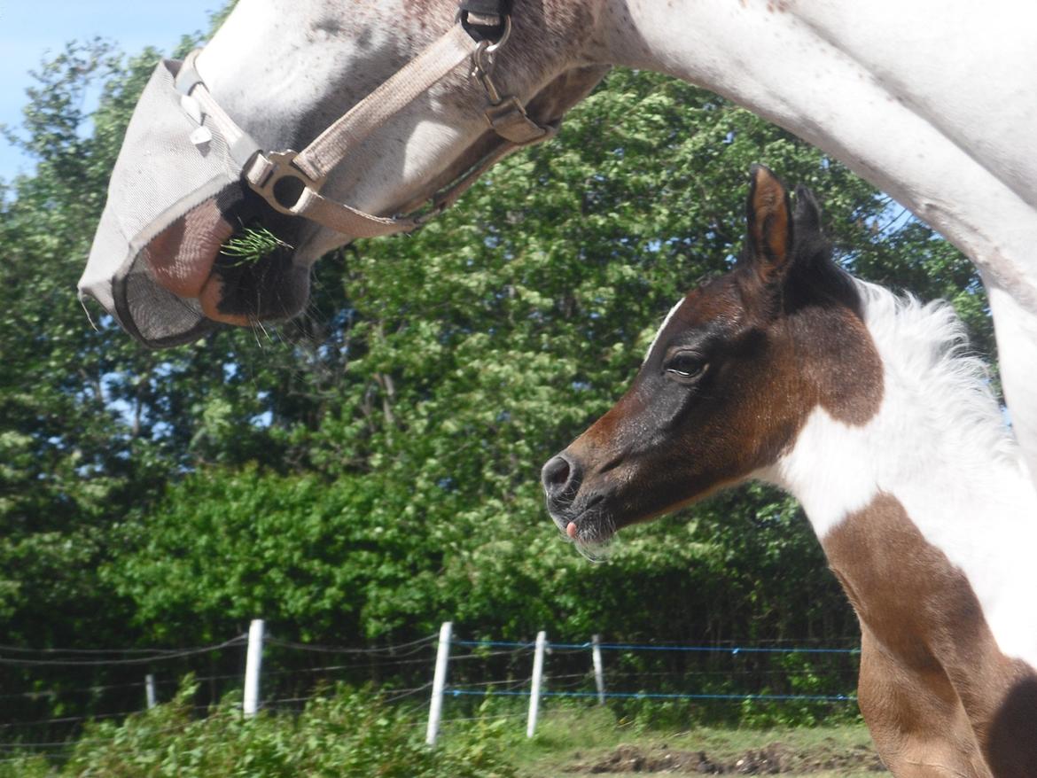 Pinto Araber JH Allonzy *Solgt* R.I.P. 18-01-2017 billede 13