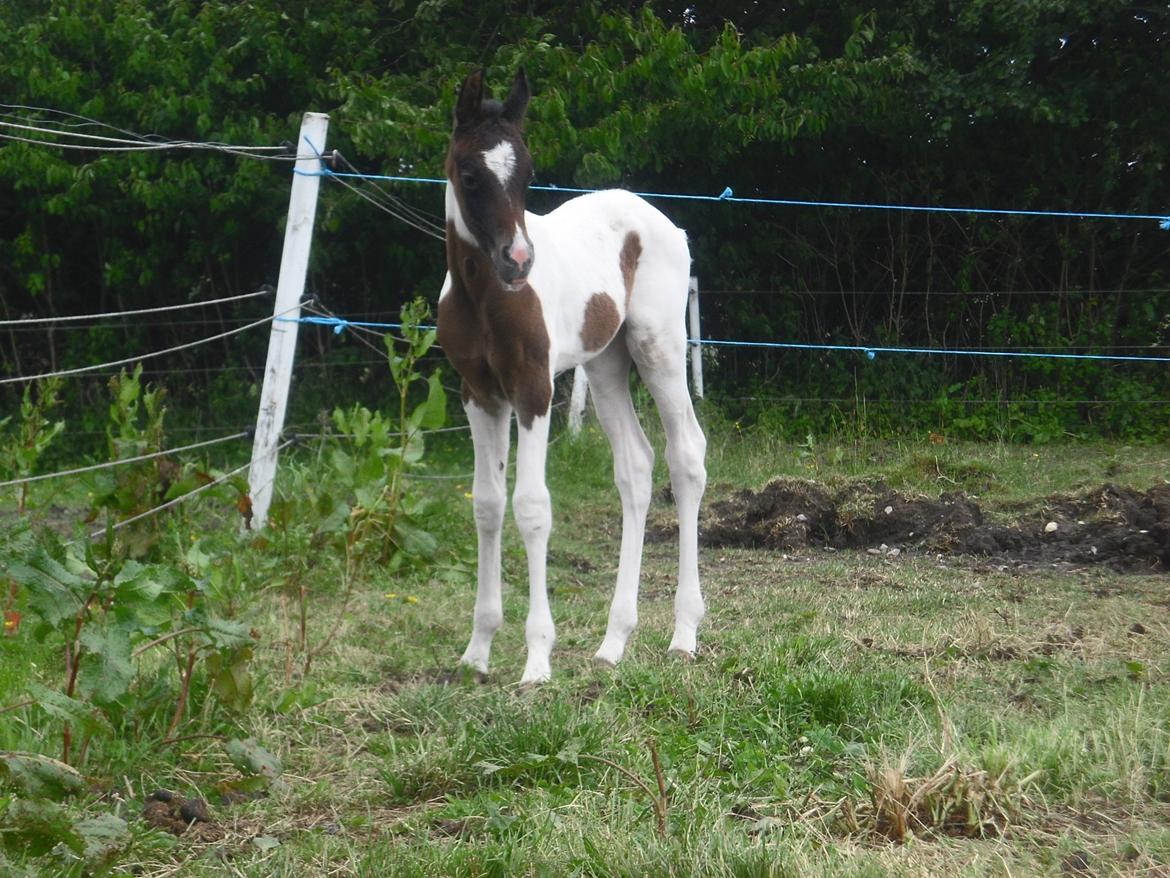 Pinto Araber JH Allonzy *Solgt* R.I.P. 18-01-2017 billede 12