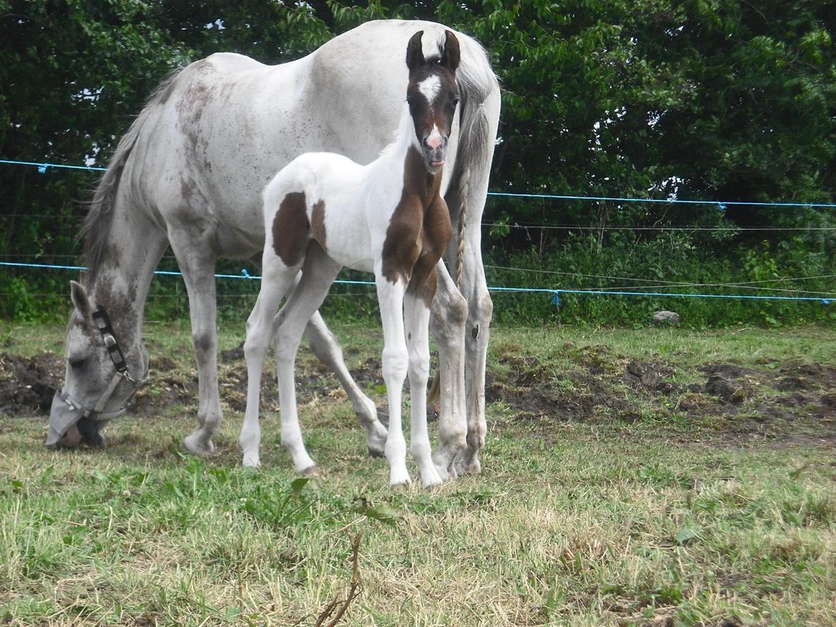 Pinto Araber JH Allonzy *Solgt* R.I.P. 18-01-2017 billede 11