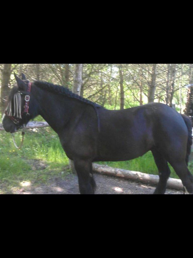 Irish Cob Grymyrs Riona av Totentinkers. - Lækker krop;) Vi fik stor ros fra dyrlægen, det var dejligt at se en cob i helt perfekt foderstand;) billede 6