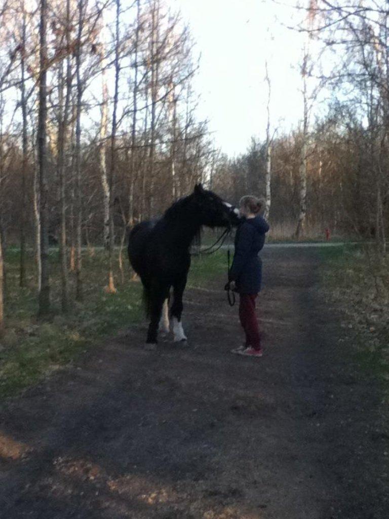 Irish Cob Grymyrs Riona av Totentinkers. - Kysser! billede 12