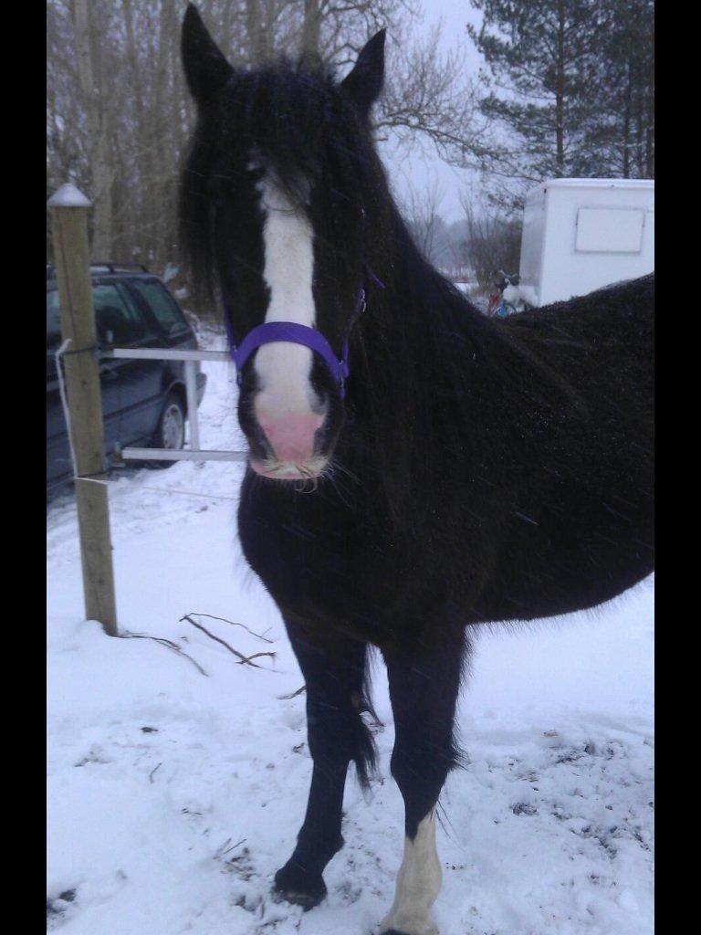 Irish Cob Grymyrs Riona av Totentinkers. - Sneengel, med baberede ben, grundet skab:( billede 7