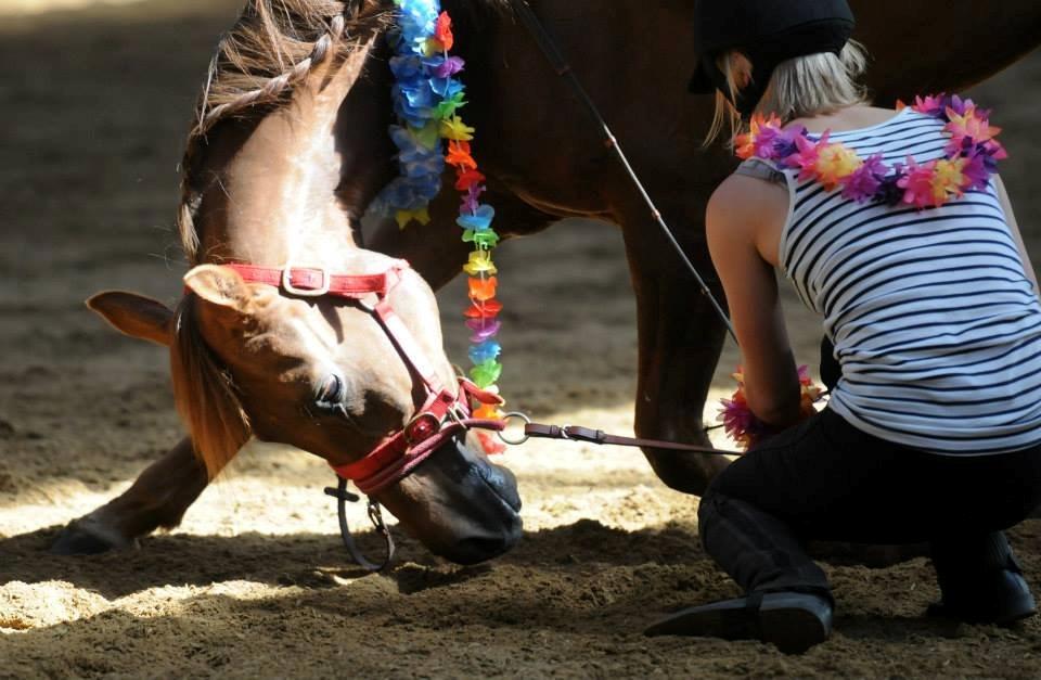 Arabisk fuldblod (OX) Filurius - Velkommen billede 1