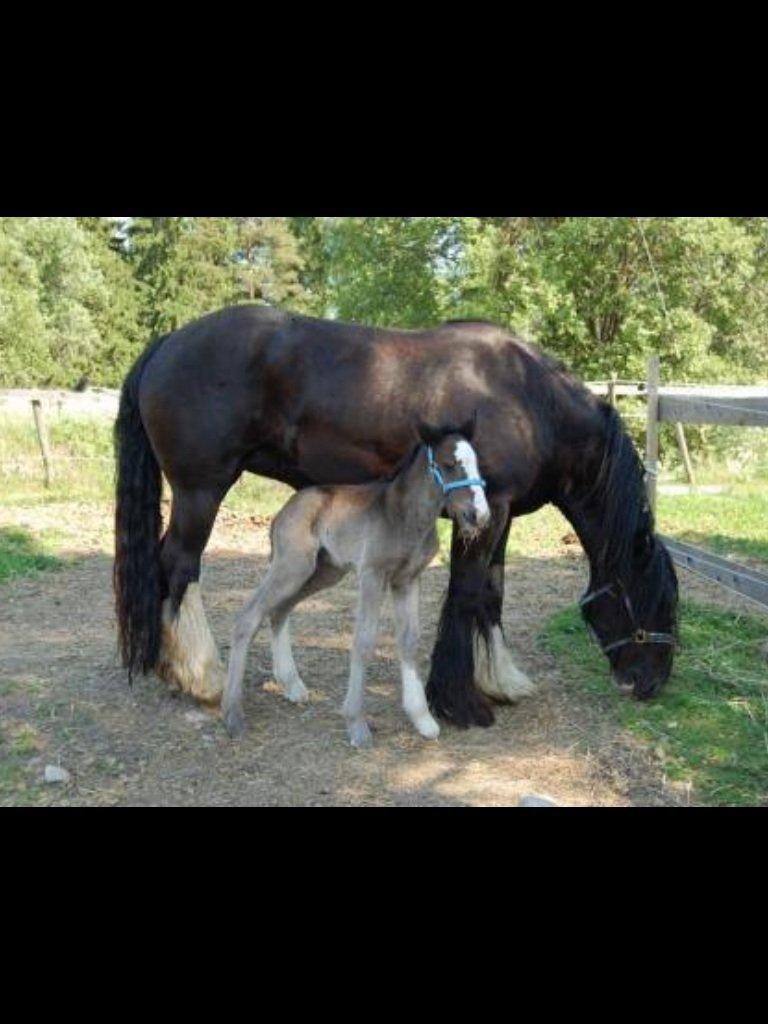 Irish Cob Grymyrs Riona av Totentinkers. - Billed lånt, fra avler i Norge. Baby Riona. billede 1