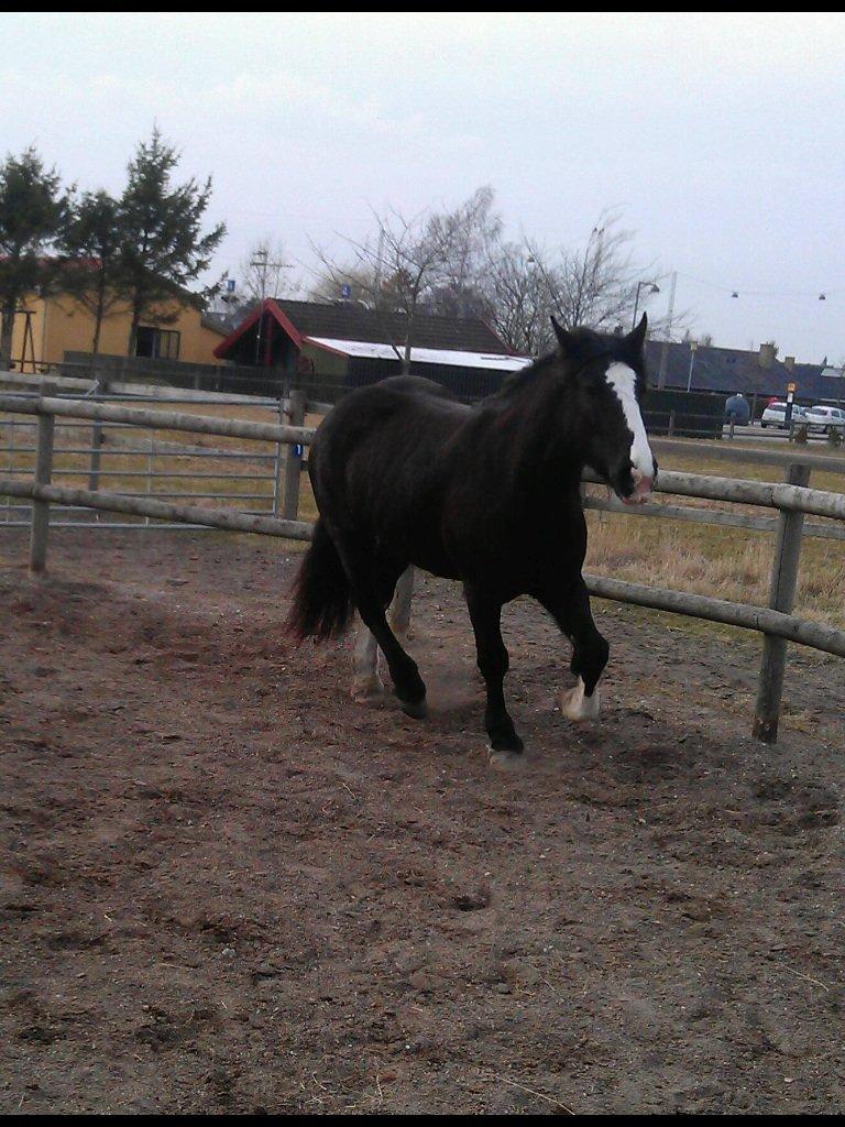 Irish Cob Grymyrs Riona av Totentinkers. - Galop, der er øves på balancen:) billede 10