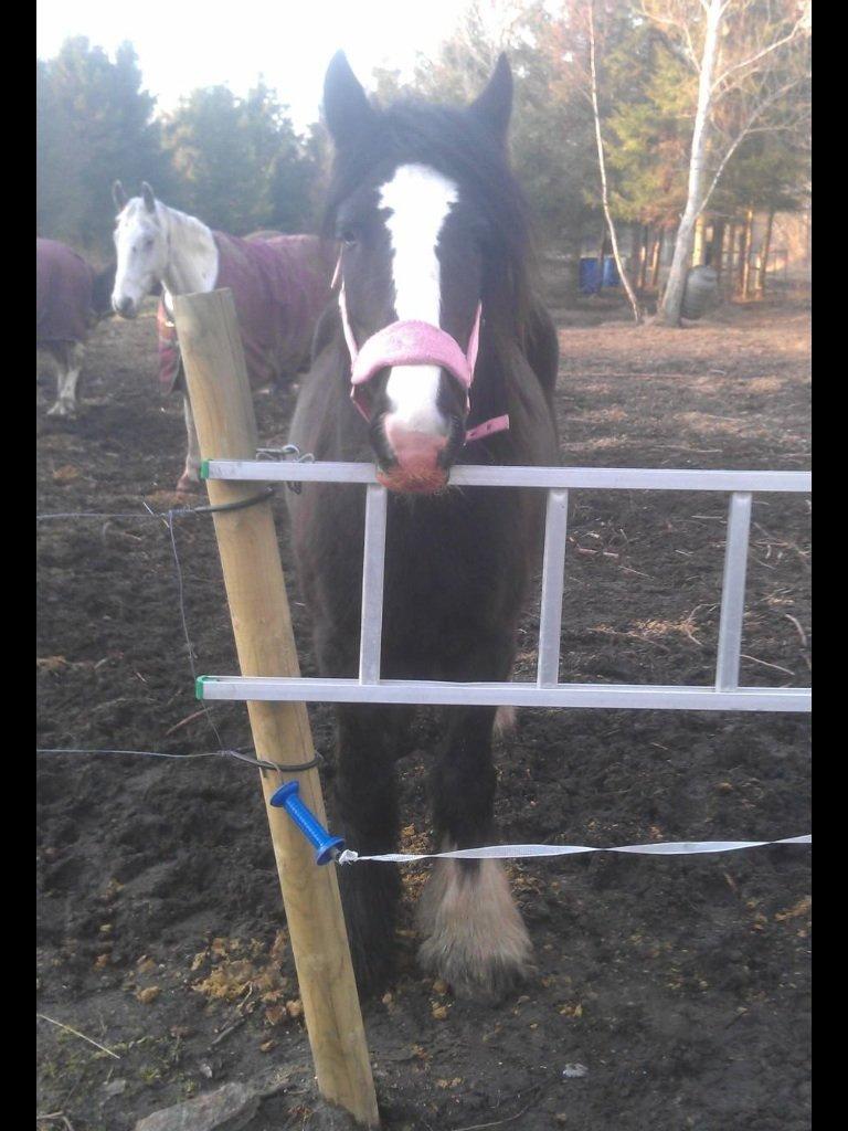 Irish Cob Grymyrs Riona av Totentinkers. - Altid dejligt og se det lille baby fjæs komme, når man kommer<3 billede 11