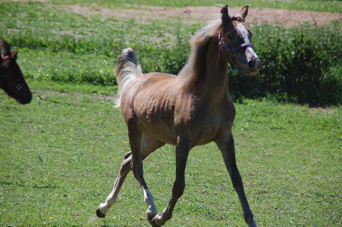 Anden særlig race Miss Butterfly N billede 1