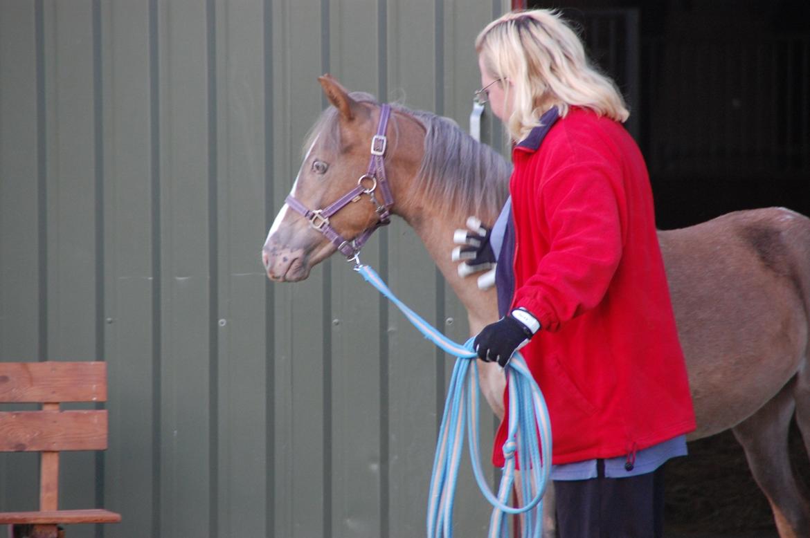 Anden særlig race Miss Butterfly N billede 2