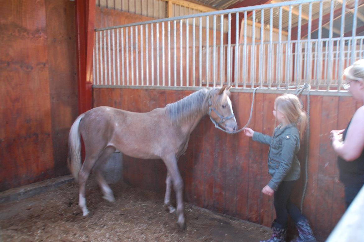 Anden særlig race Miss Butterfly N billede 3