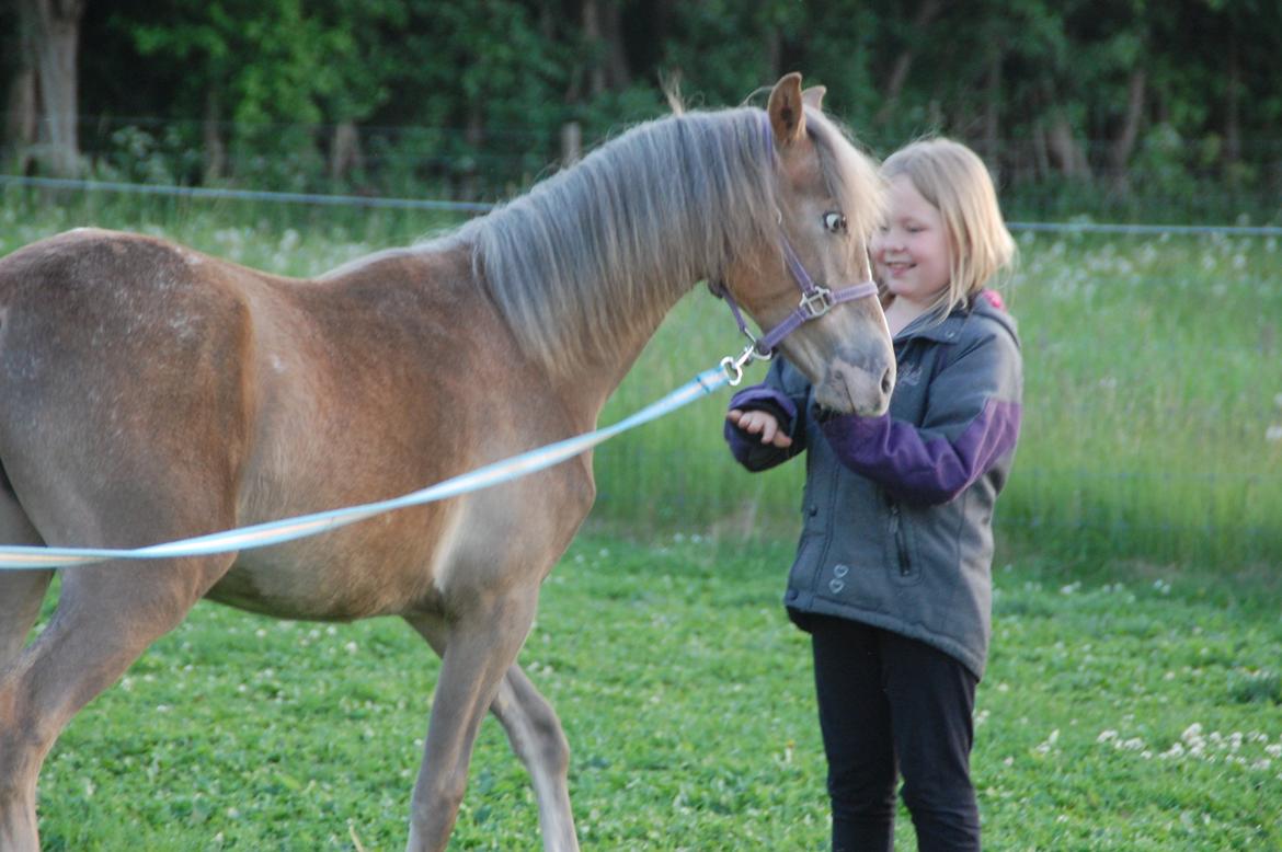 Anden særlig race Miss Butterfly N billede 5