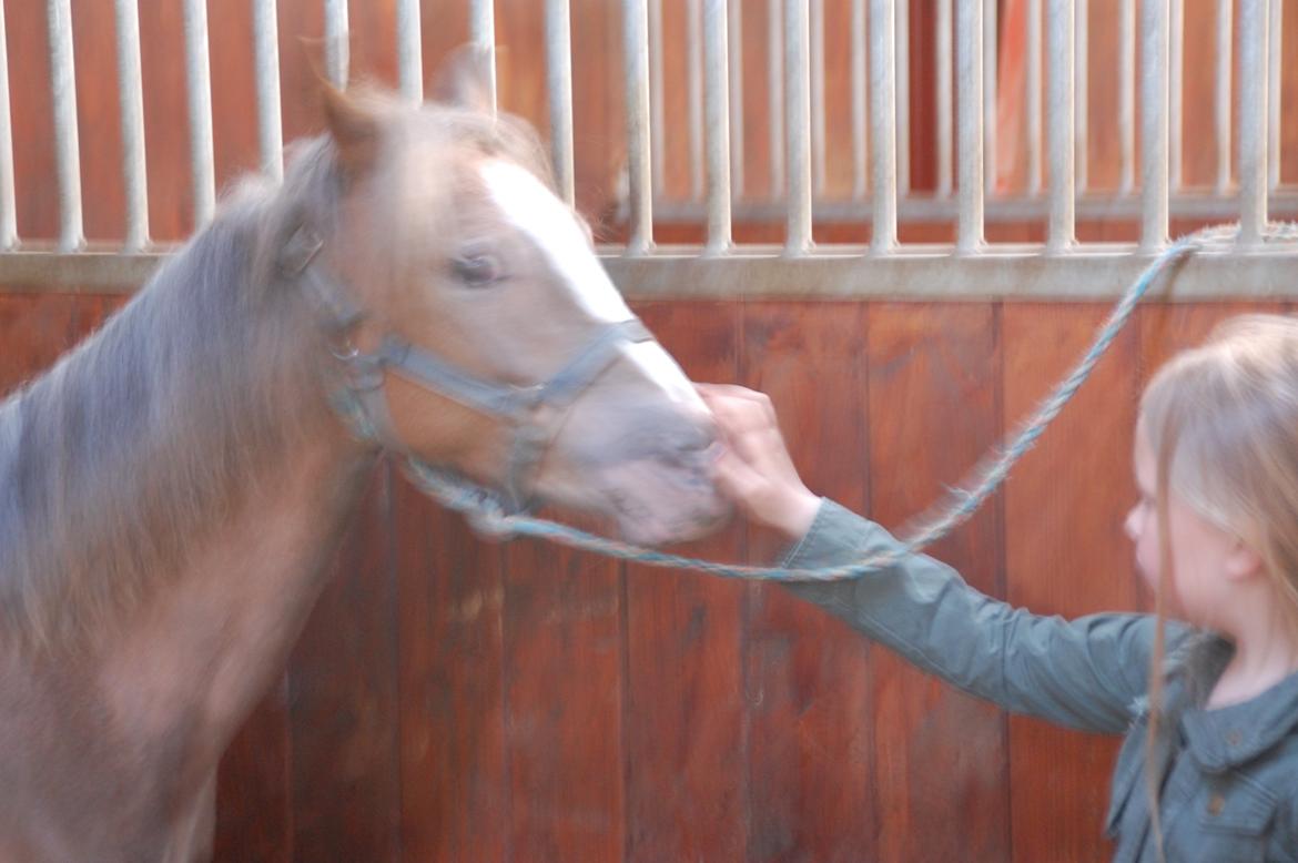 Anden særlig race Miss Butterfly N billede 6