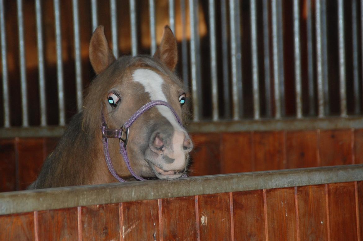 Anden særlig race Miss Butterfly N billede 8