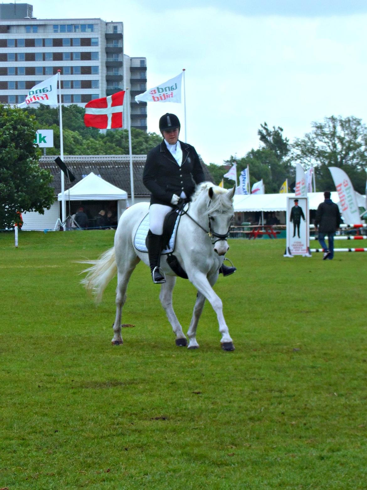 Pinto Savannah - Det Fynske Dyrskue 2013 billede 5