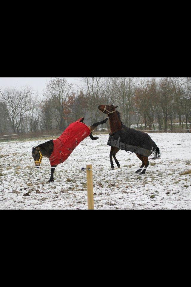 Quarter Dq Fire Deano Jack billede 6