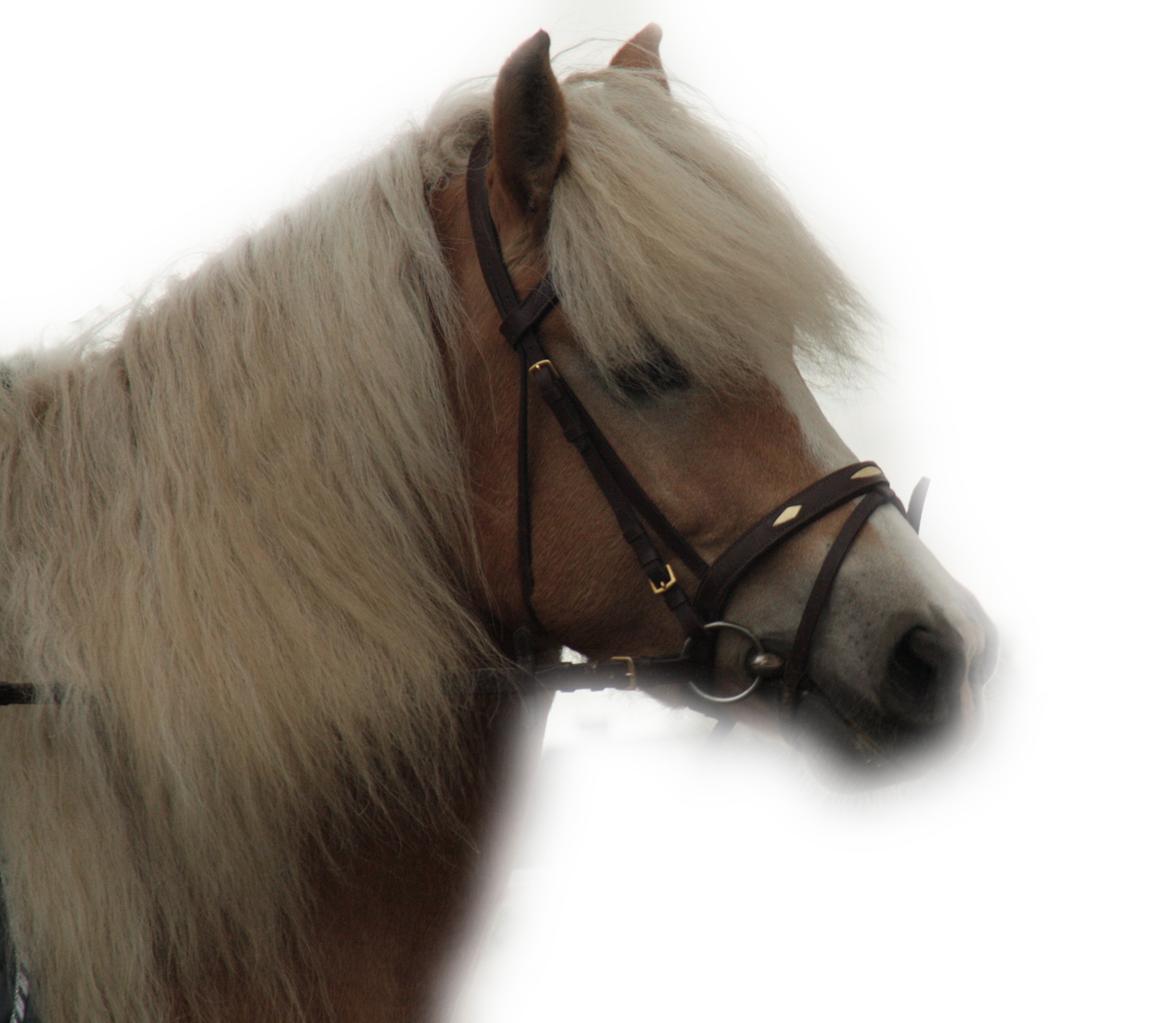 Haflinger Nyegaards Nicoll billede 1