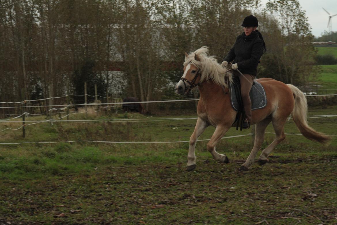 Haflinger Nyegaards Nicoll billede 2